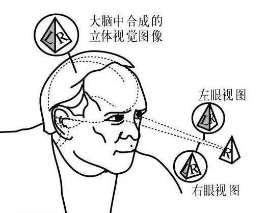 雙眼的視差產(chǎn)生立體視覺(jué)的示意圖